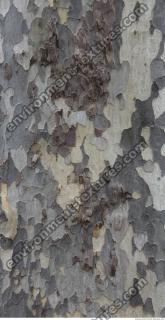 tree bark 0004